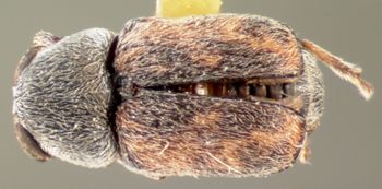 Media type: image; Entomology 8655   Aspect: habitus dorsal view